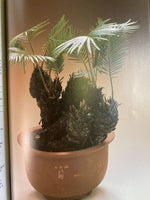 The Art of Indoor Bonsai by John Ainsworth