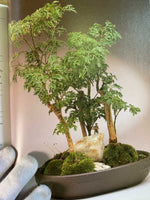 The Art of Indoor Bonsai by John Ainsworth
