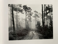 Ansel Adams: Trees