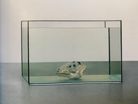 Damien Hirst by Ann Gallagher (Tate Publishing)