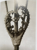 Karl Blossfeldt (TASCHEN Icons Series)