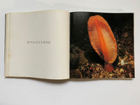 Living Corals by Douglas Faulkner