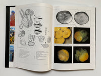 Cowries and their Relatives of Southern Africa By William Rune Liltved