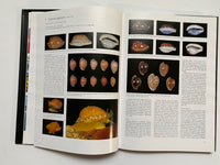 Cowries and their Relatives of Southern Africa By William Rune Liltved