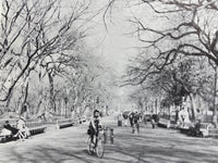 Trees in Urban Design by Henry F. Arnold