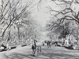 Trees in Urban Design by Henry F. Arnold
