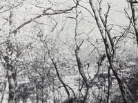 Trees in Urban Design by Henry F. Arnold