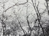 Trees in Urban Design by Henry F. Arnold